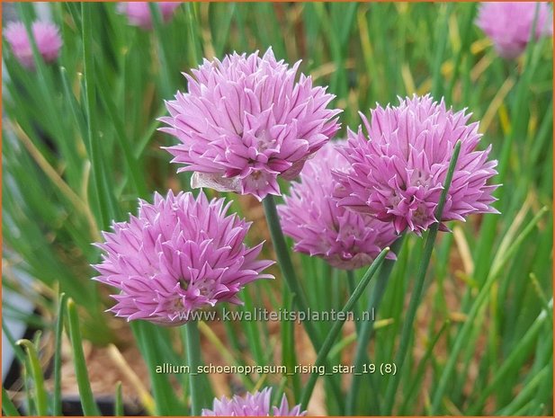 Allium schoenoprasum 'Rising Star' | Bieslook, Look | Schnittlauch