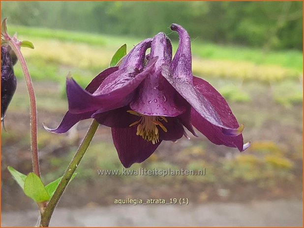 Aquilegia atrata | Donkere akelei, Akelei | Schwärzliche Akelei