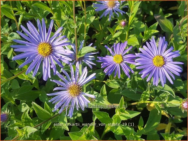 Aster frikartii 'Wunder von St&auml;fa' | Aster | Frikarts Aster