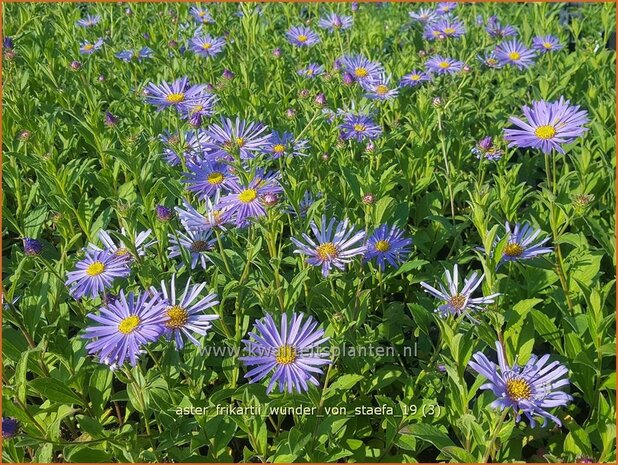Aster frikartii 'Wunder von St&auml;fa' | Aster | Frikarts Aster