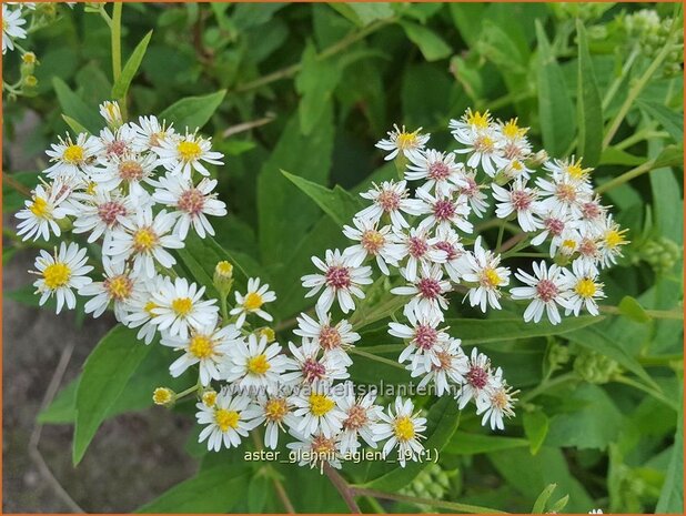 Aster glehnii 'Agleni' | Aster | Ostasiatische Wiesen-Aster