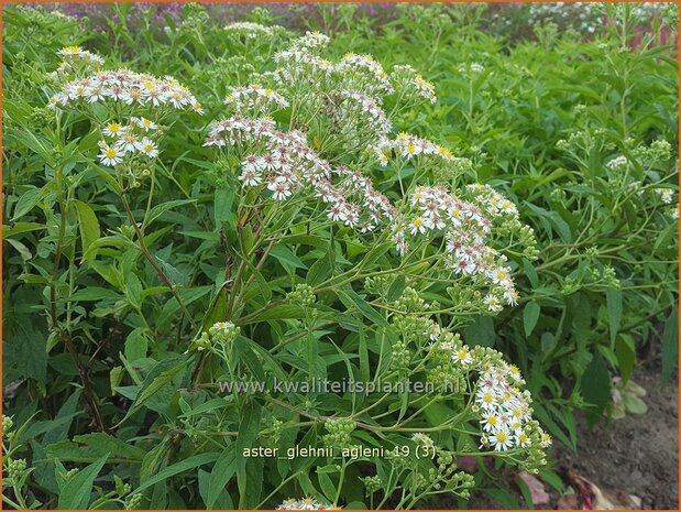 Aster glehnii 'Agleni' | Aster | Ostasiatische Wiesen-Aster