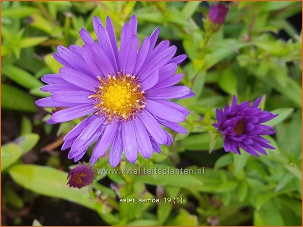 Aster &#x0027;Samoa&#x0027; | Aster | Aster