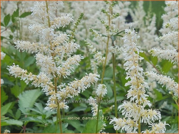 Astilbe 'Diamant' | Pluimspirea, Spirea | Prachtspiere