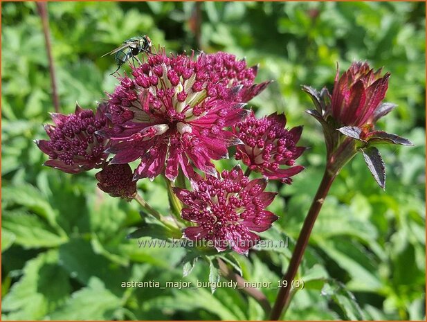 Astrantia major 'Burgundy Manor' | Zeeuws knoopje, Groot sterrenscherm | Gro&szlig;e Sterndolde