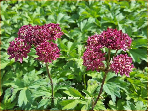 Astrantia major 'Burgundy Manor' | Zeeuws knoopje, Groot sterrenscherm | Gro&szlig;e Sterndolde