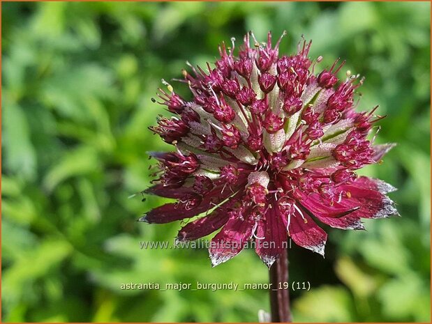 Astrantia major 'Burgundy Manor' | Zeeuws knoopje, Groot sterrenscherm | Gro&szlig;e Sterndolde