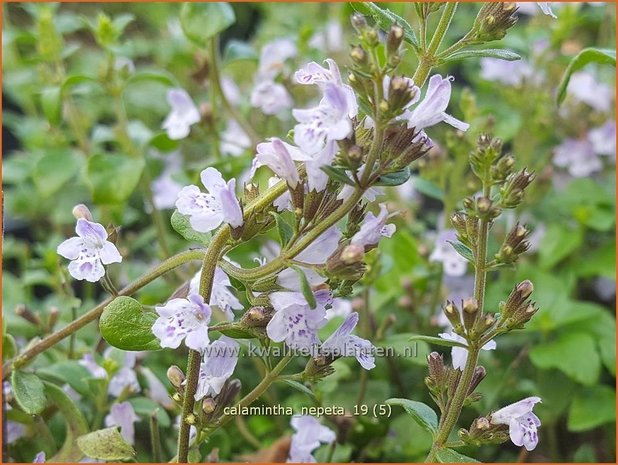 Calamintha nepeta | Bergsteentijm, Steentijm | Kleinblütige Bergminze