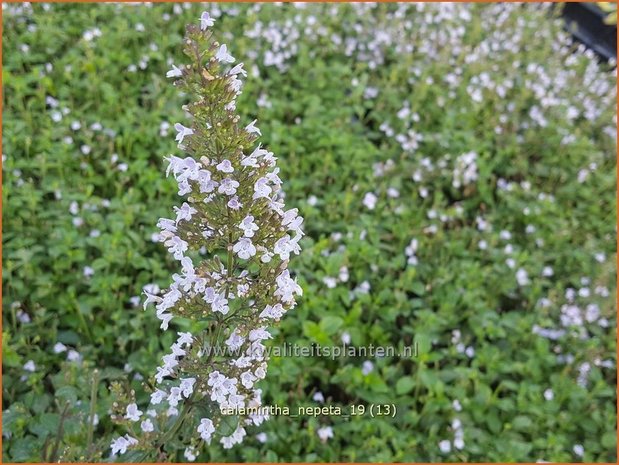 Calamintha nepeta | Bergsteentijm, Steentijm | Kleinblütige Bergminze