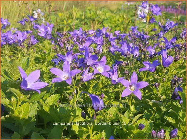 Campanula lactiflora 'Border Blues' | Klokjesbloem | Dolden-Glockenblume