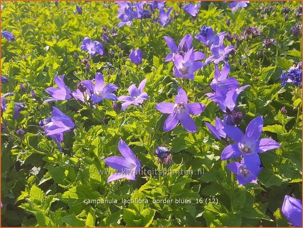 Campanula lactiflora 'Border Blues' | Klokjesbloem | Dolden-Glockenblume