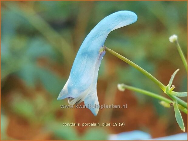 Corydalis 'Porcelain Blue' | Helmbloem | Lerchensporn