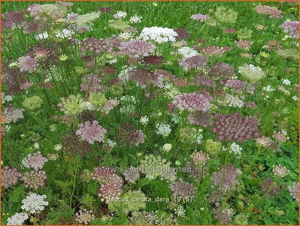 Daucus carota &#x0027;Dara&#x0027; | Roze peen, Wilde peen, Peen | Wilde M&#x00f6;hre