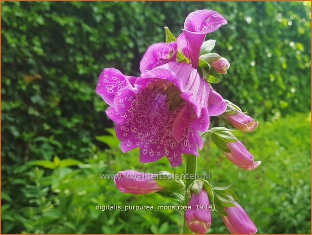 Digitalis purpurea 'Monstrosa' | Vingerhoedskruid | Roter Fingerhut