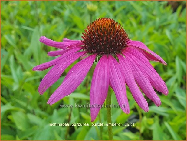 Echinacea purpurea 'Purple Emperor' | Zonnehoed | Roter Sonnenhut