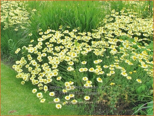 Anthemis hybrida 'Wargrave' | Gele kamille, Verfkamille, Kamille | F&auml;rberkamille