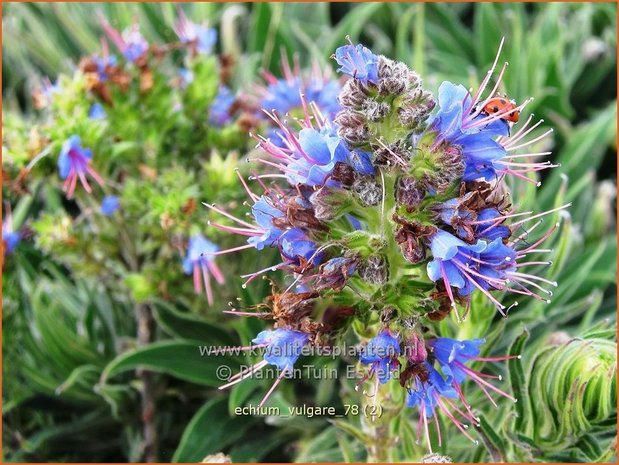 Echium vulgare | Slangenkruid | Gewöhnlicher Natternkopf