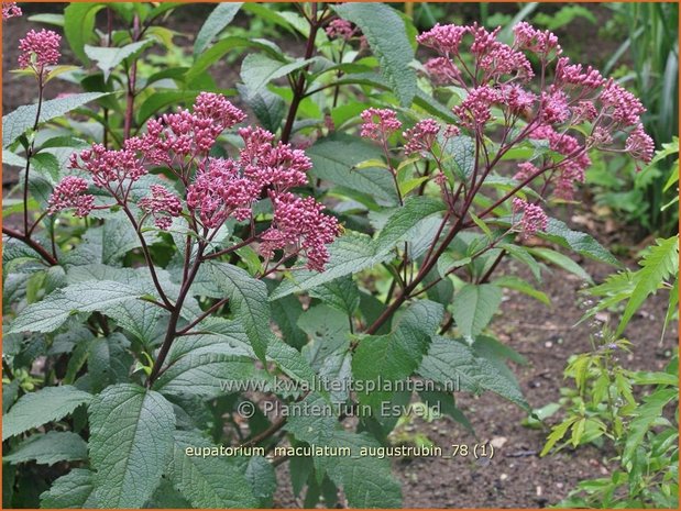 Eupatorium maculatum 'Augustrubin' | Koninginnekruid, Leverkruid | Gefleckter Wasserdost