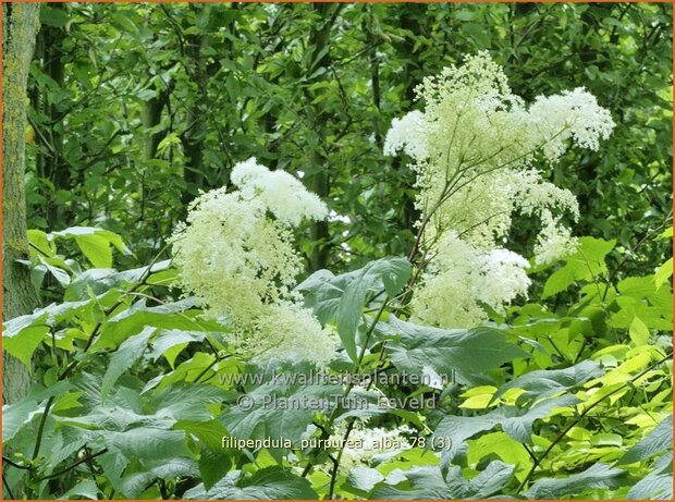 Filipendula purpurea 'Alba' | Moerasspirea, Spirea | Rotbl&uuml;hendes M&auml;des&uuml;&szlig;