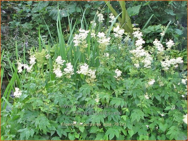 Filipendula purpurea 'Alba' | Moerasspirea, Spirea | Rotbl&uuml;hendes M&auml;des&uuml;&szlig;