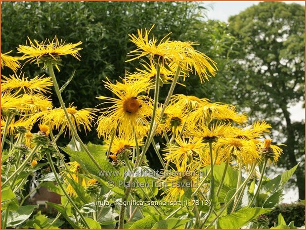 Inula magnifica 'Sonnenstrahl'