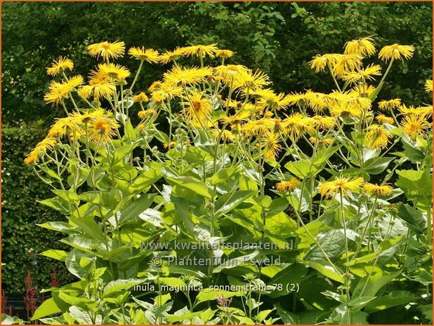 Inula magnifica 'Sonnenstrahl'