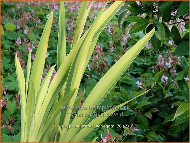 Iris pseudacorus 'Variegata' | Gele lis, Iris, Lis | Sumpf-Schwertlilie