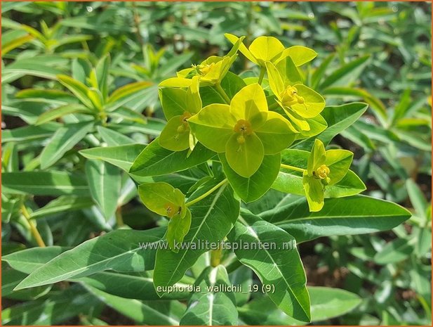 Euphorbia wallichii | Wolfsmelk | Wallichs Spurge