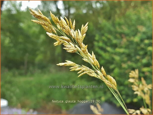 Festuca glauca 'Hoggar' | Blauw schapengras, Zwenkgras, Schapengras | Blauschwingel