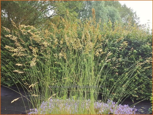 Festuca glauca 'Hoggar' | Blauw schapengras, Zwenkgras, Schapengras | Blauschwingel