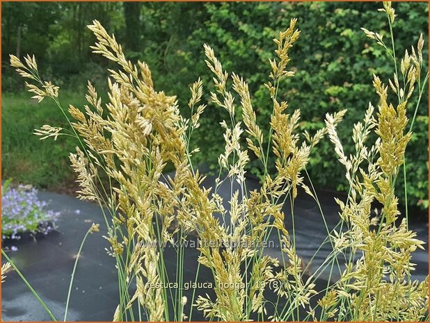 Festuca glauca 'Hoggar' | Blauw schapengras, Zwenkgras, Schapengras | Blauschwingel