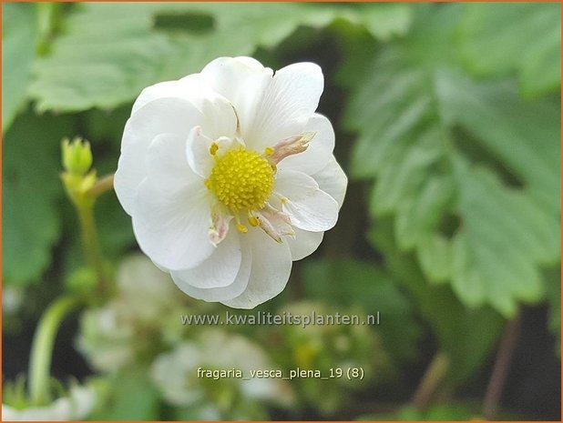 Fragaria vesca 'Plena' | Bosaardbei, Aardbei | Walderdbeere