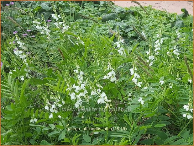 Galega officinalis 'Alba' | Geitenruit | Echte Geißraute