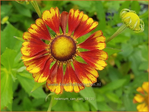 Helenium 'Can Can' | Zonnekruid | Sonnenbraut