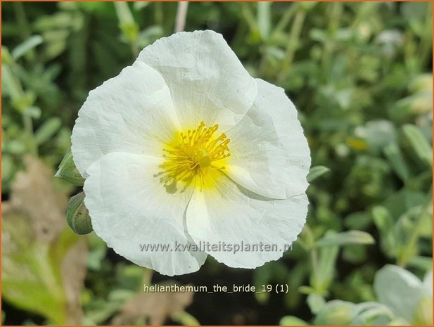 Helianthemum 'The Bride' | Zonneroosje | Sonnenr&ouml;schen