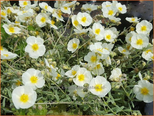 Helianthemum 'The Bride' | Zonneroosje | Sonnenr&ouml;schen