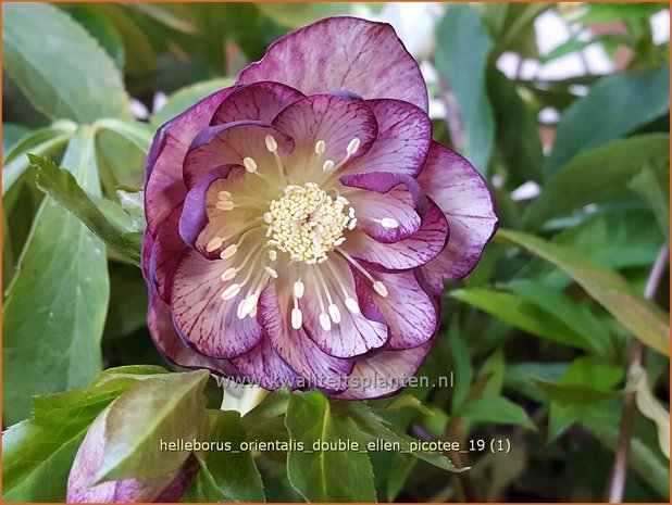 Helleborus orientalis 'Double Ellen Picotee' | Kerstroos, Lenteroos, Vastenroos, Nieskruid | Lenzrose