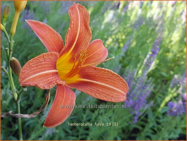 Hemerocallis fulva | Daglelie | Bahnwärter Taglilie