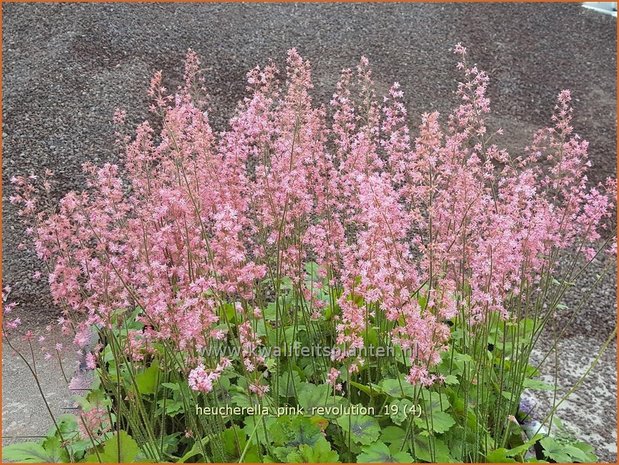 Heucherella 'Pink Revolution' | Purperklokje | Bastardschaumblüte