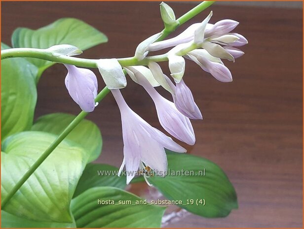 Hosta 'Sum and Substance' | Hartlelie, Funkia