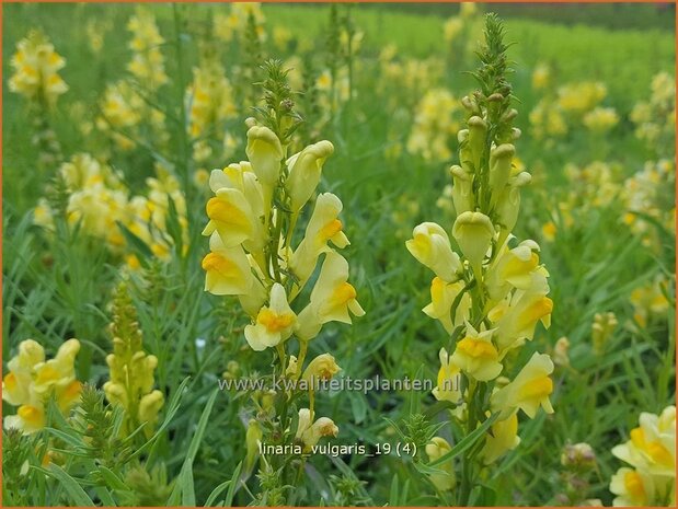 Linaria vulgaris | Vlasbekje, Vlasleeuwenbekje | Gew&#x00f6;hnliches Leinkraut