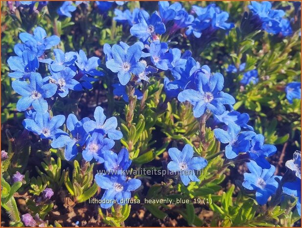 Lithodora diffusa 'Heavenly Blue' | Parelzaad, Steenzaad | S&uuml;dlicher Scheinsteinsame