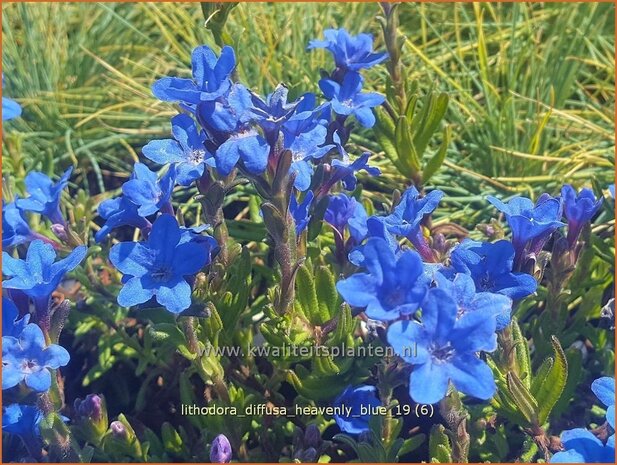 Lithodora diffusa 'Heavenly Blue' | Parelzaad, Steenzaad | S&uuml;dlicher Scheinsteinsame