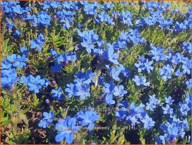 Lithodora diffusa 'Heavenly Blue' | Parelzaad, Steenzaad | S&uuml;dlicher Scheinsteinsame