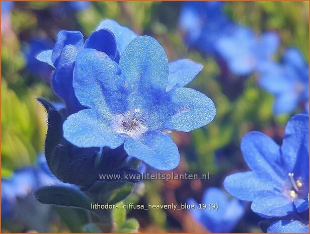 Lithodora diffusa 'Heavenly Blue' | Parelzaad, Steenzaad | S&uuml;dlicher Scheinsteinsame