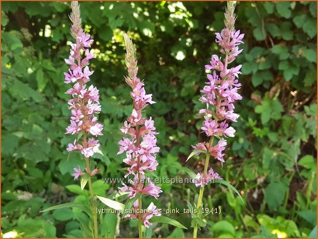 Lythrum salicaria 'JS Pink Tails' | Kattenstaart | Blutweiderich