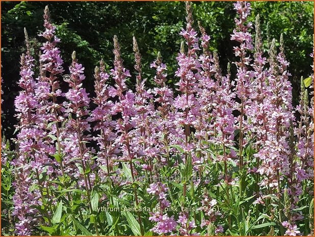 Lythrum salicaria 'JS Pink Tails' | Kattenstaart | Blutweiderich
