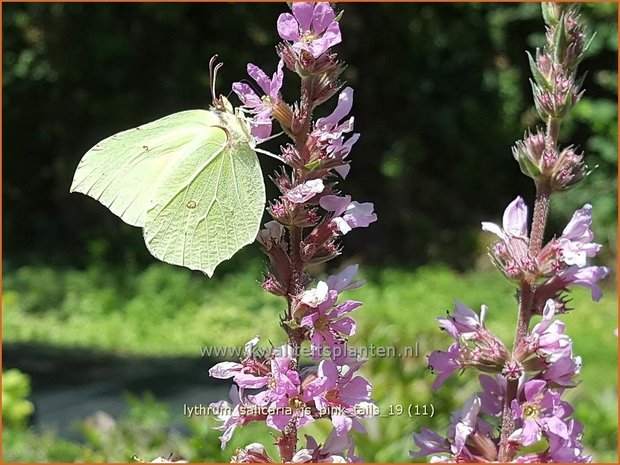 Lythrum salicaria 'JS Pink Tails' | Kattenstaart | Blutweiderich