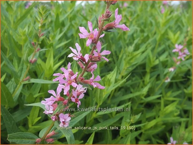 Lythrum salicaria 'JS Pink Tails' | Kattenstaart | Blutweiderich