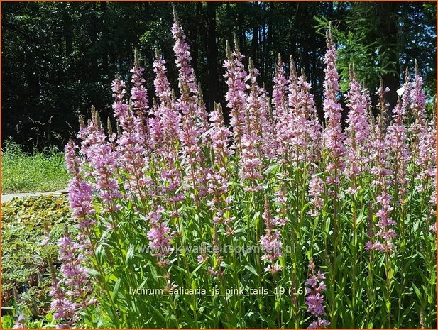 Lythrum salicaria 'JS Pink Tails' | Kattenstaart | Blutweiderich